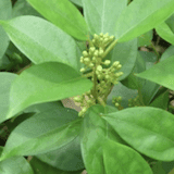 WPML 2 Manganese