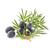 WPML 6 Juniper Berries